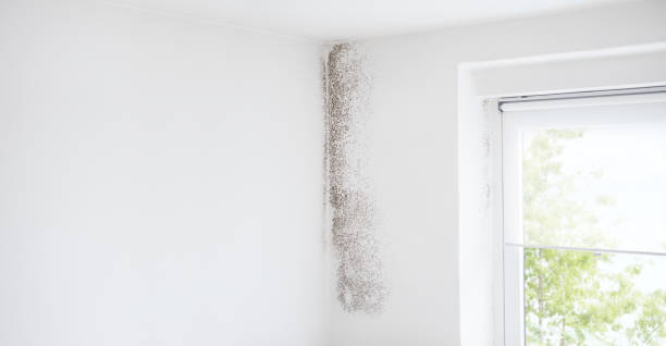 Best Mold Prevention Services  in , AL