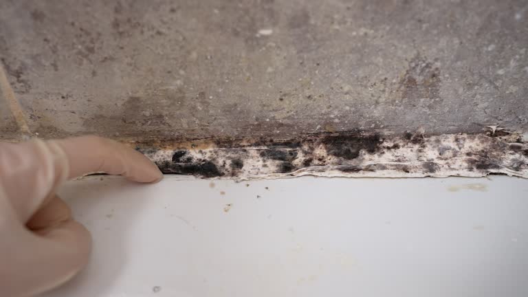  , AL Mold Removal Pros